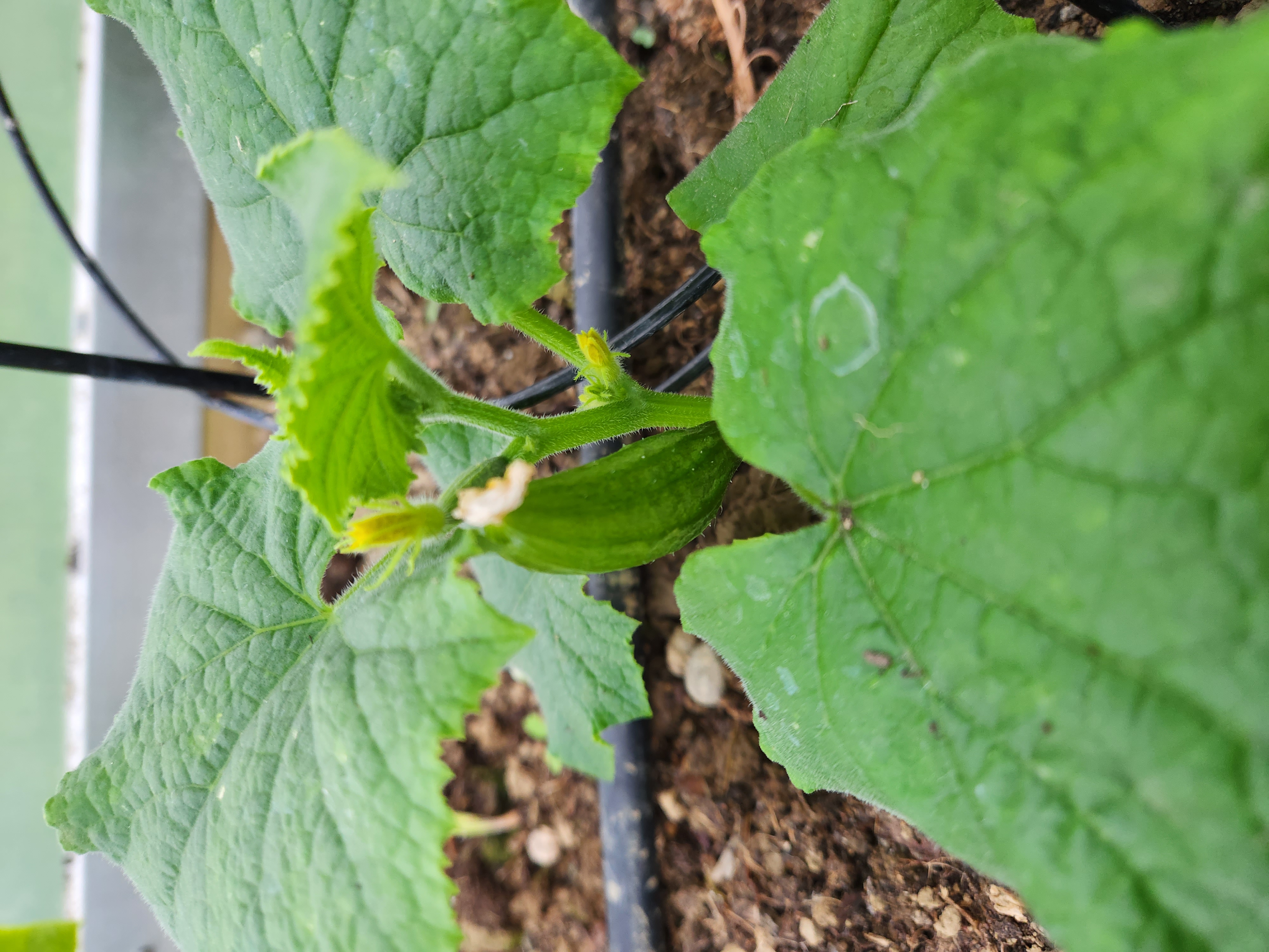 Spring Onions Never Ending