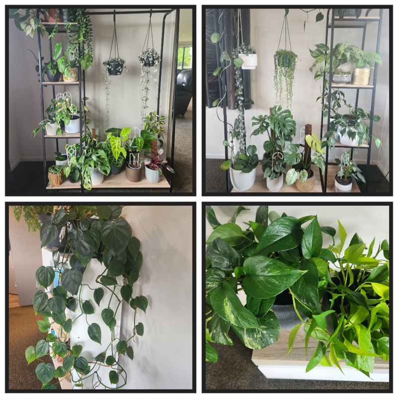 Indoor Plant Jungle + Tips