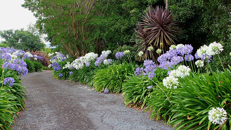 how-to-grow-agapanthus_1575601612648
