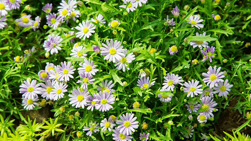 how-to-grow-aster_1551154957963