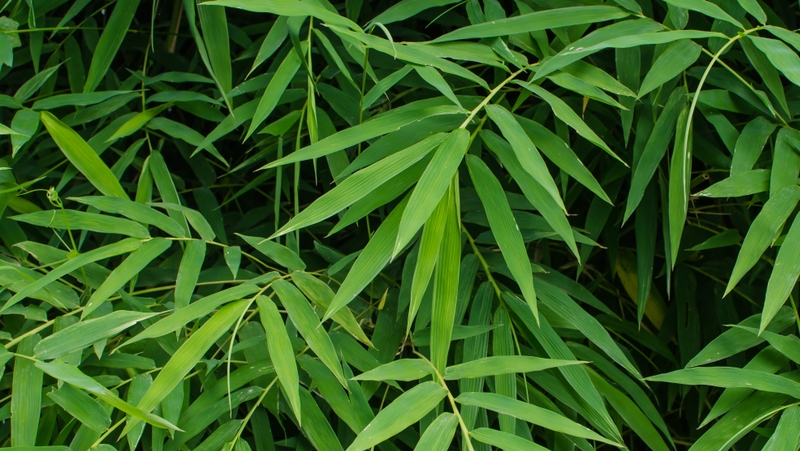how-to-grow-bamboo_1551154970336