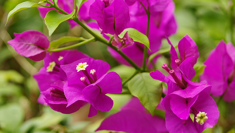 how-to-grow-bougainvillea_1551154948127