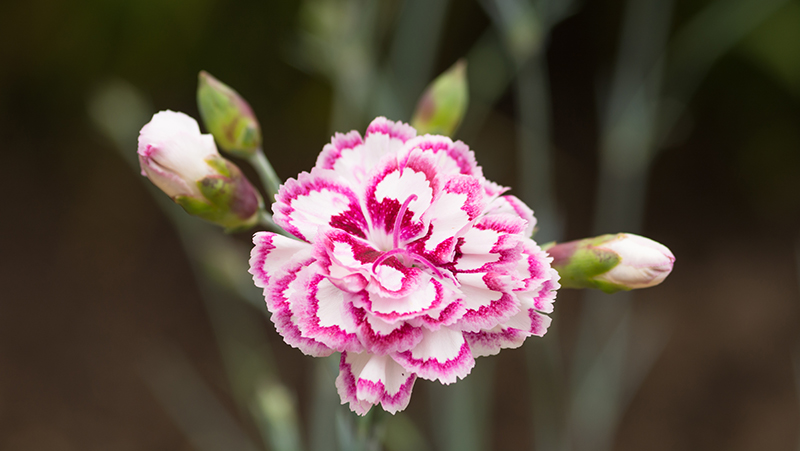 how-to-grow-carnations_1551154943010