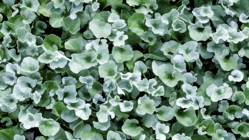 how-to-grow-dichondra-silver-falls_1551154962730