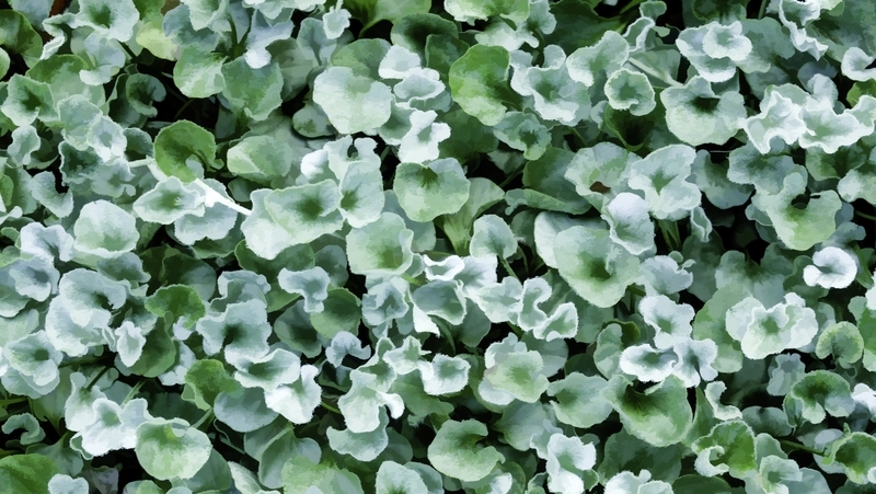 How To Grow Soft Cascades Of Dichondra Silver Falls Yates How To Grow Soft Cascades Of Dichondra Silver Falls Yates