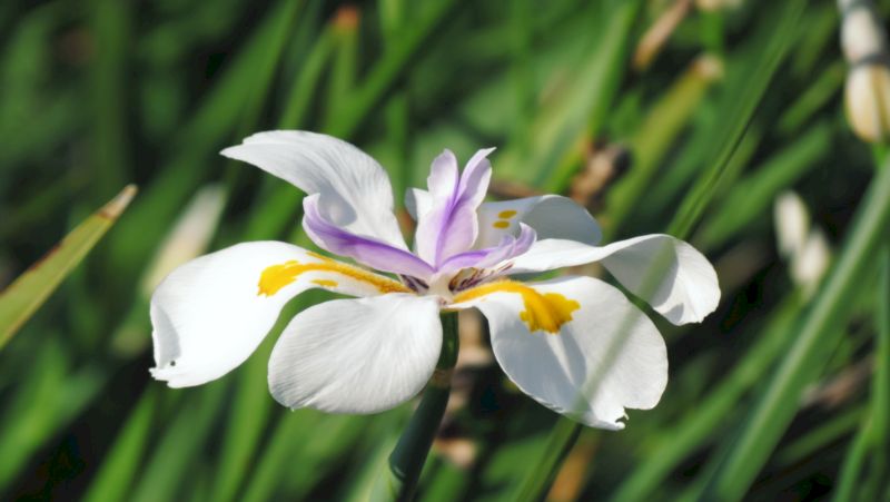 how-to-grow-dietes_1552017547547
