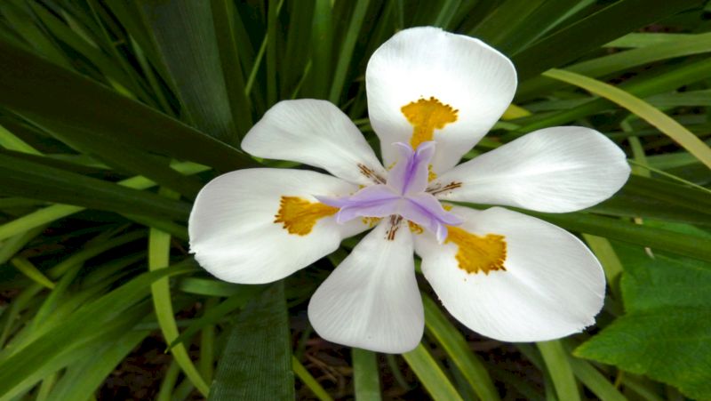 how-to-grow-dietes_1552017550519