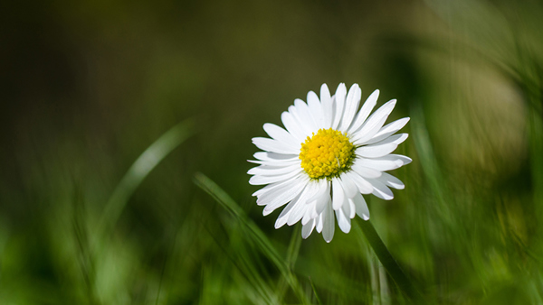 How to Plant and Grow English Daisy