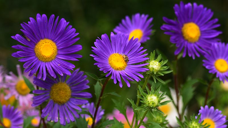 Aster plants store