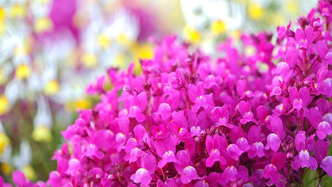 How to grow eye-catching and vibrant Linaria | Yates