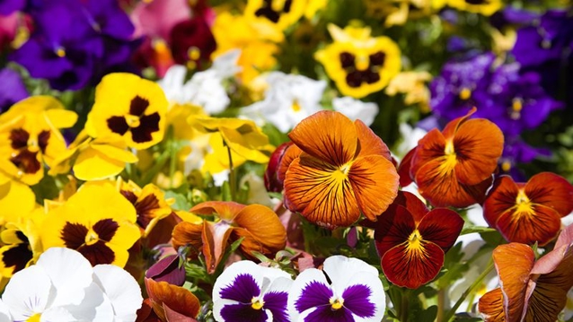 How to grow masses of vibrantly coloured Pansies | Yates