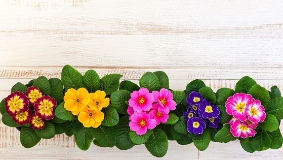 How to grow Primulas | Yates