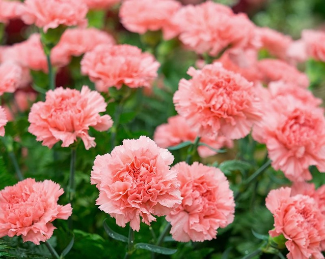 Spring Carnations How to grow graceful and beautiful Carnations | Yates