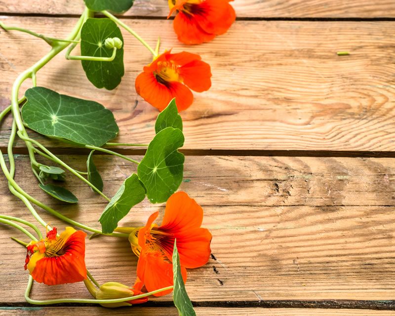 Nasturtiums