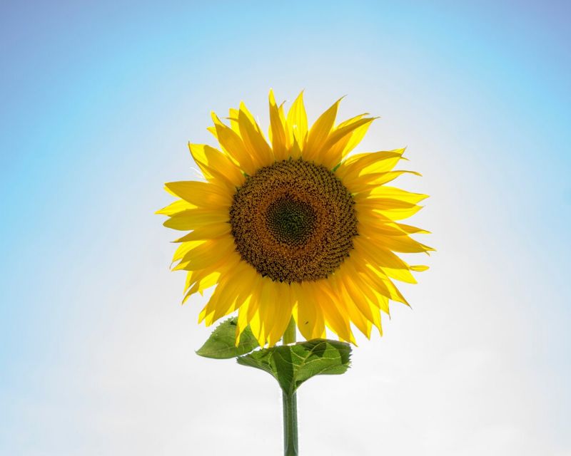 How to grow sunflowers for kids