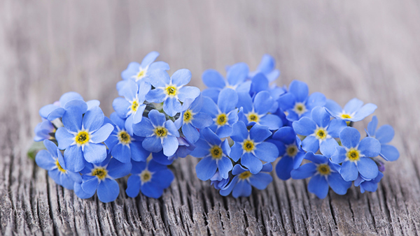 Forget-Me-Nots: Tips and Symbolism of These Pretty Blue Flowers