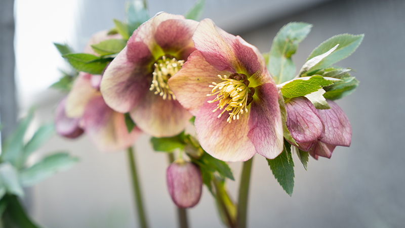how-to-grow-hellebores_1551154924277