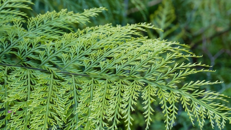 How To Grow Hens And Chicken Fern Yates