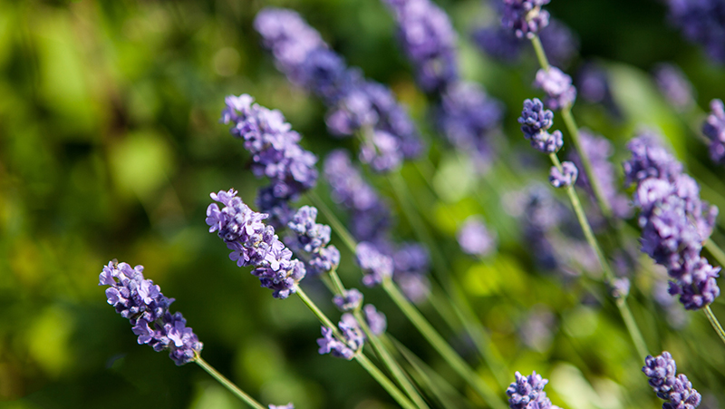 how-to-grow-lavender_1551154947750