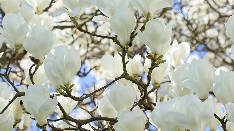 how-to-grow-magnolias_1551154926734