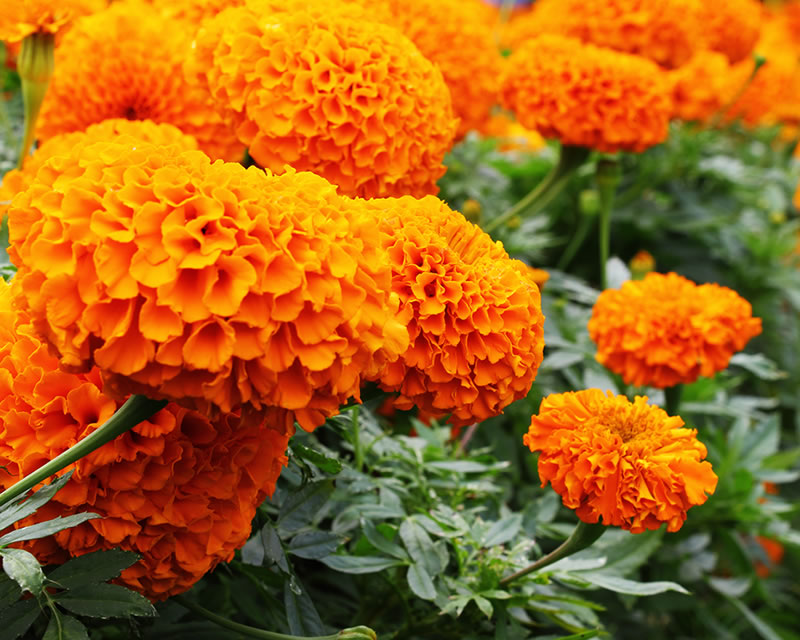 how-to-grow-marigold_1551154951807