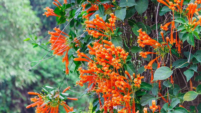 how-to-grow-orange-trumpet-vine_1551154937890