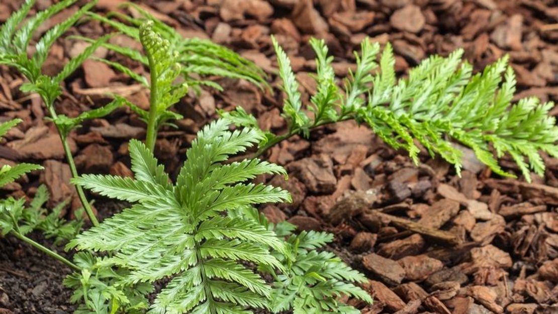 How to grow Hens and Chicken Fern Yates