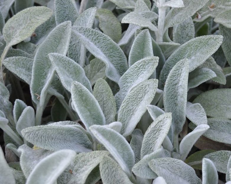 How to grow soft and velvety Lamb's Ears | Yates