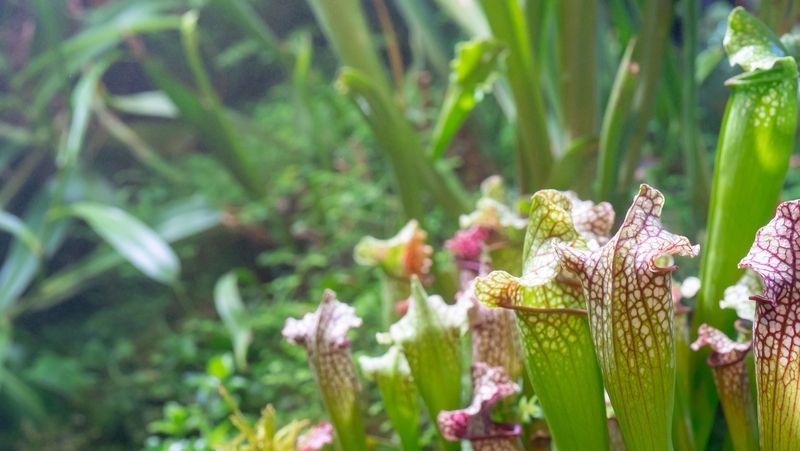 how-to-grow-pitcher-plant_1551154968747