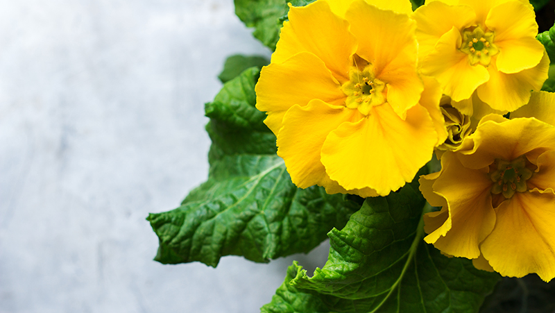 how-to-grow-polyanthus_1551154926023