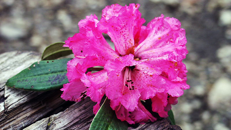 how-to-grow-rhododendron_1551154920084