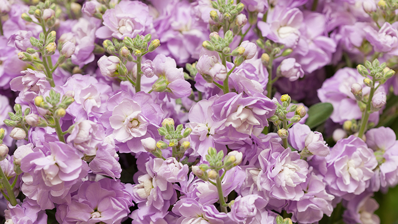 How to grow Stock | Yates