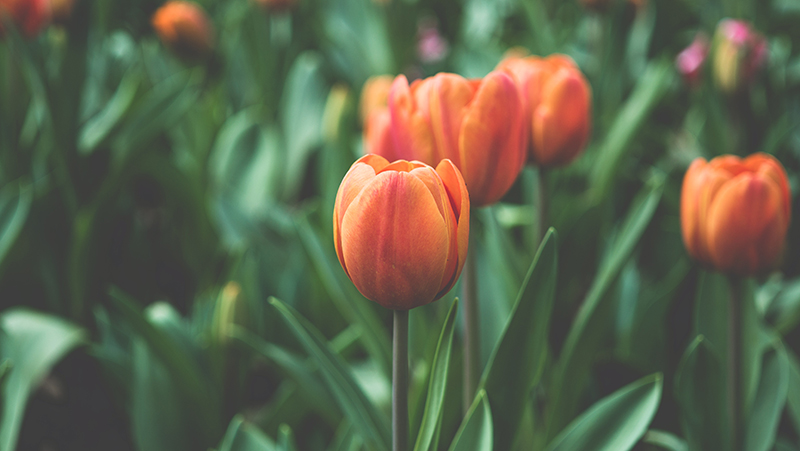how-to-grow-tulips_1551154959276