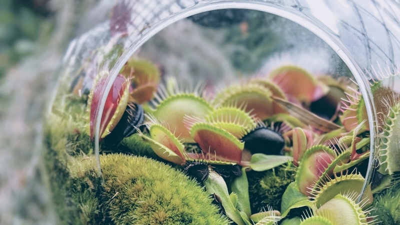 how-to-grow-venus-fly-trap_1551154963044