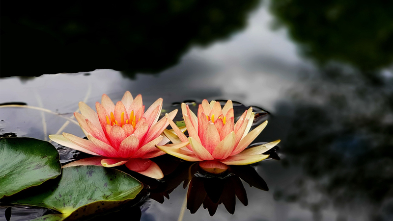 How to grow Water Lily Yates