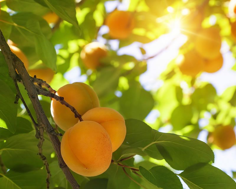 Apricot