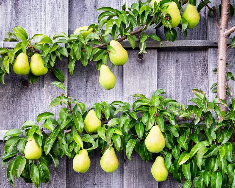 spring-gardening-tips-citrus-fruit-trees-10