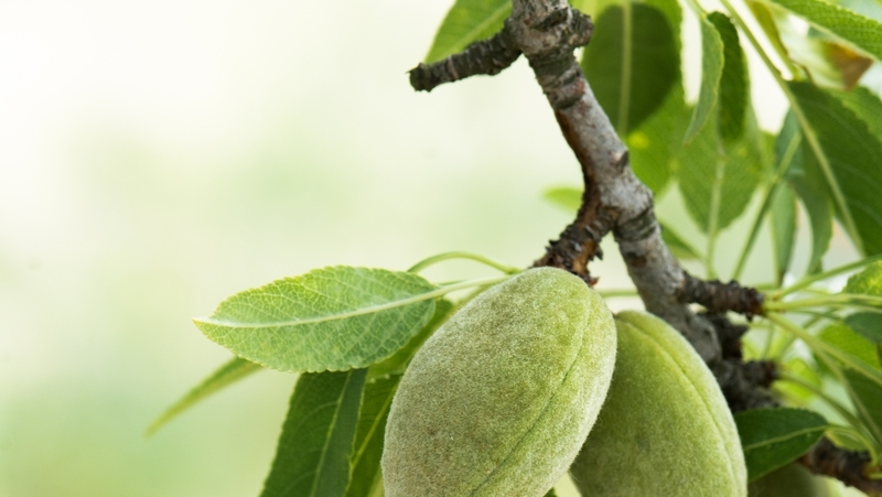 how-to-grow-almond_1551160467838