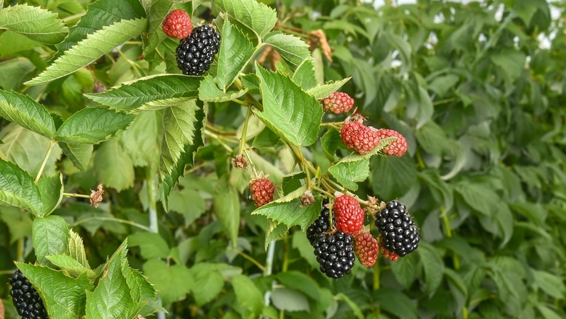 how-to-grow-blackberries_1551155008026