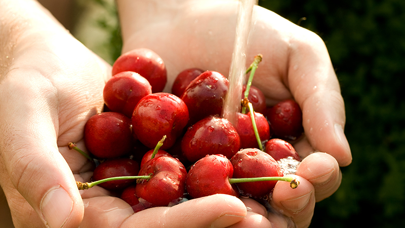 how-to-grow-cherries_1551155011016