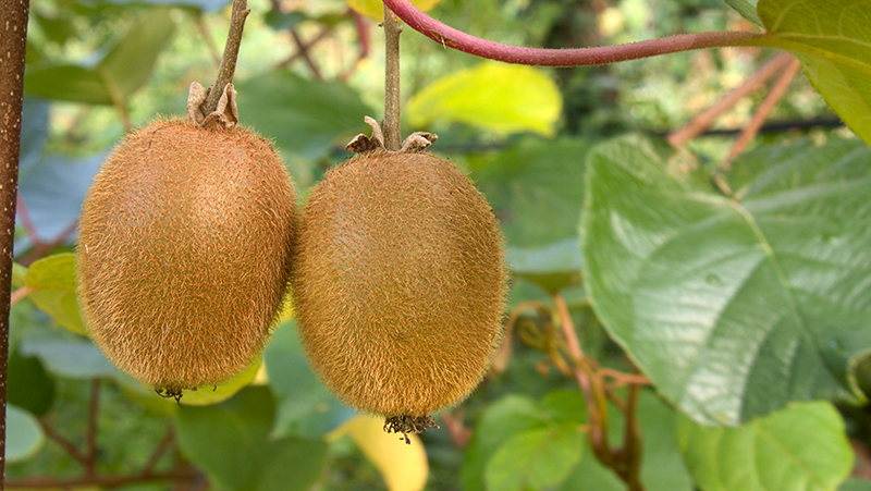 how-to-grow-kiwifruit_1566450918134