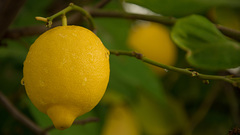 how-to-grow-lemons_1551154999412