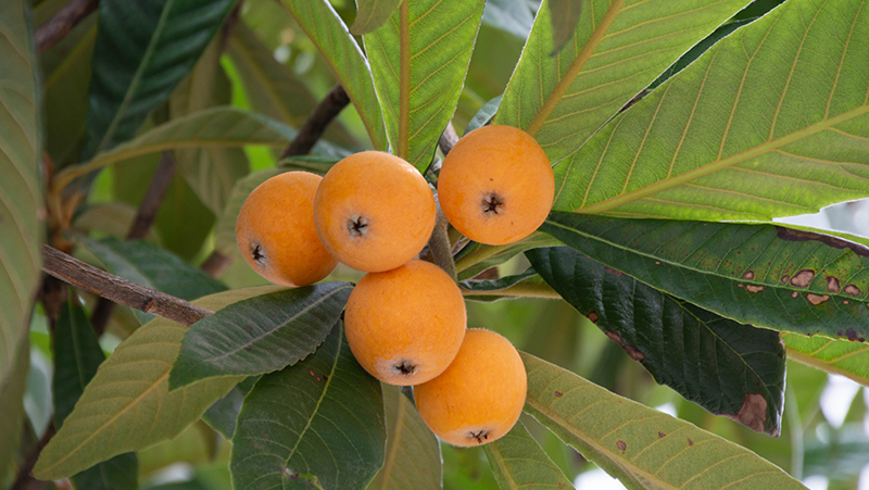 how-to-grow-loquat_1553581206041