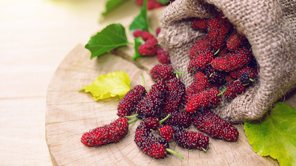 how-to-grow-mulberries_1551154999236