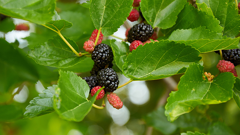 how-to-grow-mulberries_1551155010617