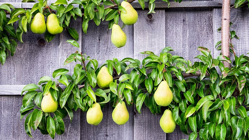 How to grow sweet, juicy and tasty Pears