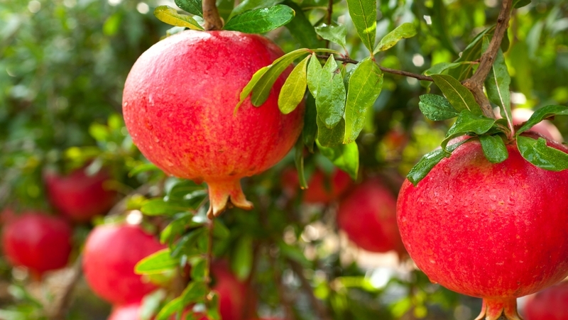 how-to-grow-pomegranate_1551160467644