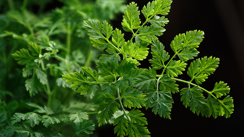 how-to-grow-chervil_1551160333210