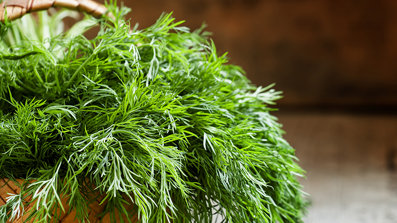how-to-grow-dill_1551160328351