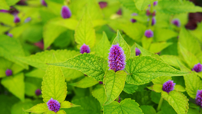 how-to-grow-hyssop_1551160331201